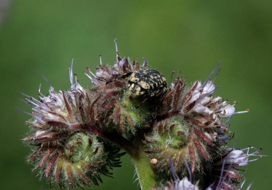 Oxythyrea funesta - sokpettyes virágbogár