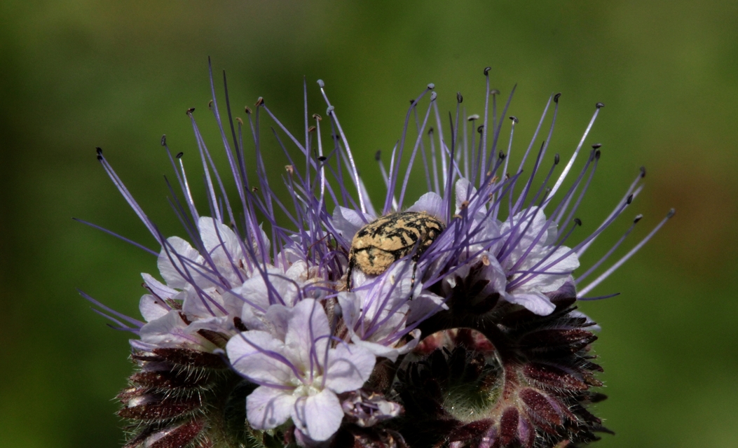 Oxythyrea funesta - sokpettyes virágbogár