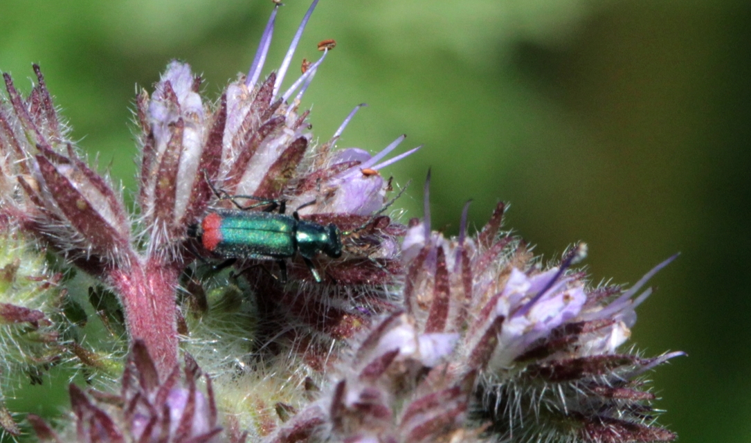 Malachius bipustulatus - kétfoltos bibircsesbogár