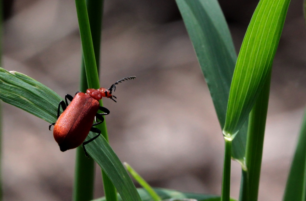 Pyrochroa serraticornis - közép-bíborbogár