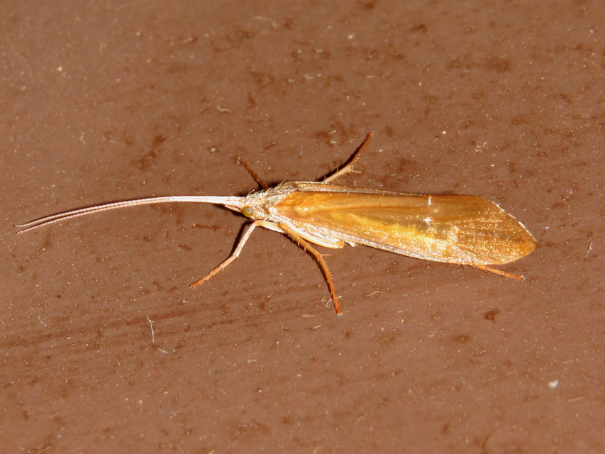 Trichoptera - Tegzesek