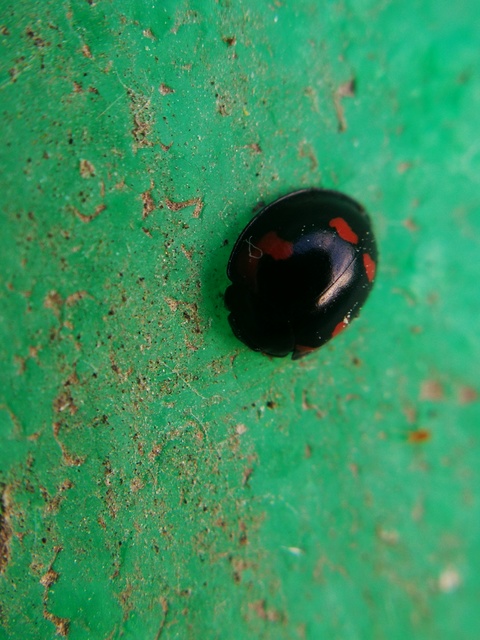 Exochomus quadripustulatus - négyfoltos szerecsenkata