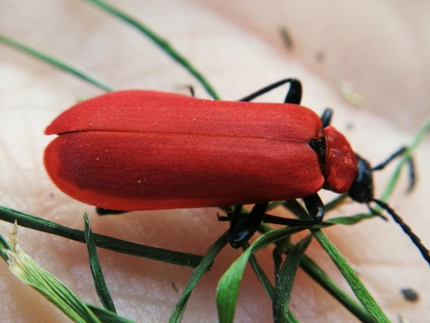 Pyrochroa coccinea - nagy bíborbogár
