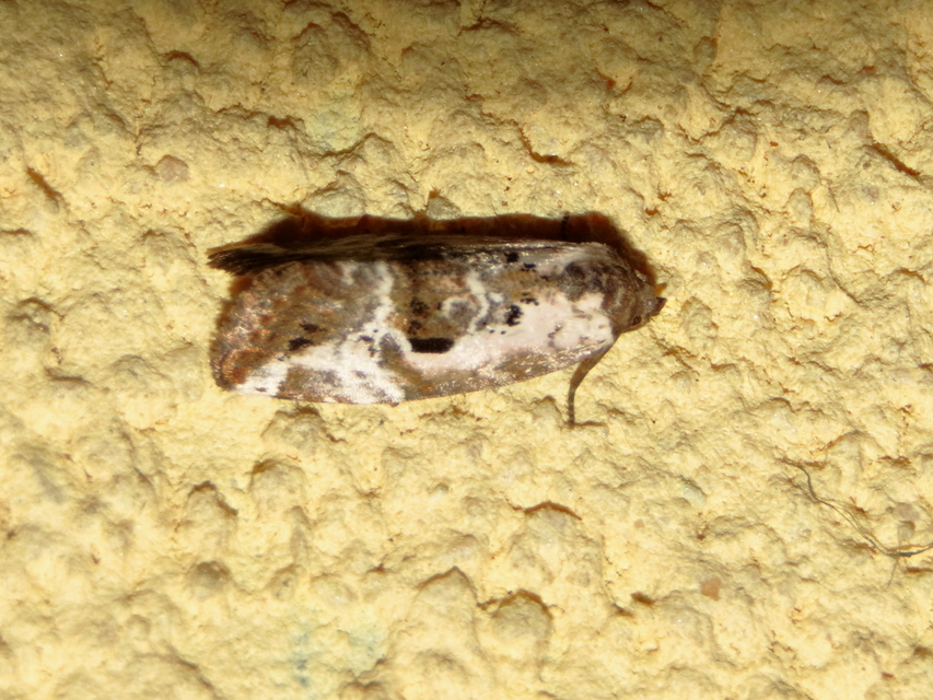 Hapalotis venustula - rózsaszínű mázasbagoly