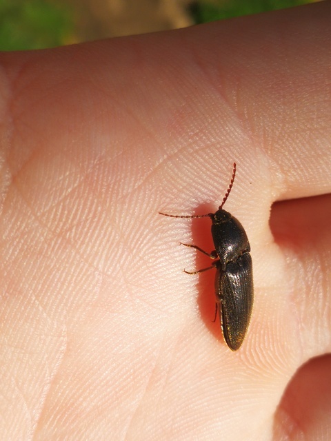 Melanotus crassicollis - vállas gyászpattanó