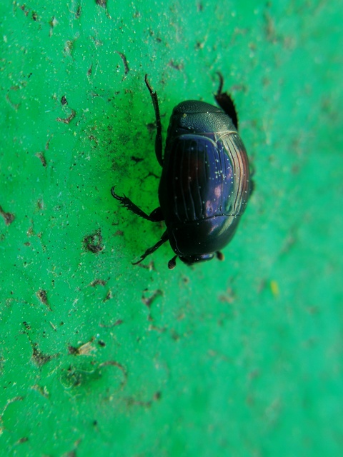 Margarinotus purpurascens - vöröslő sutabogár