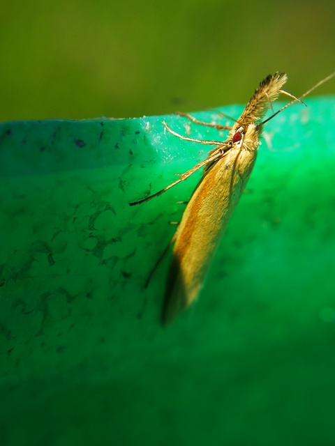Pleurota