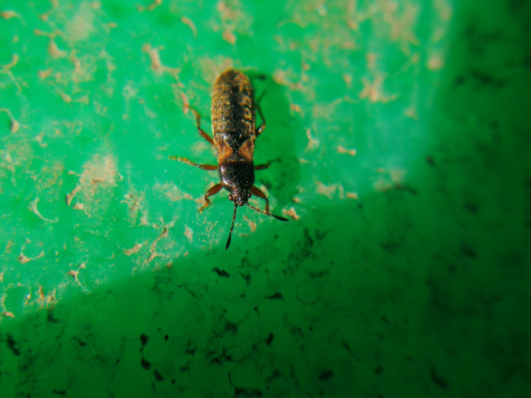 Dimorphopterus blissoides - keleti karcsúbodobács