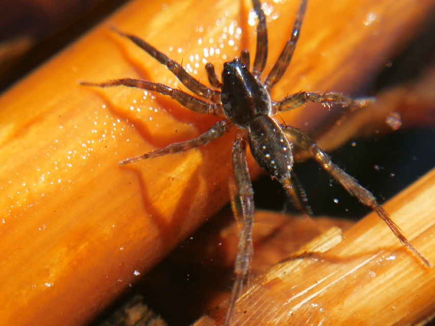 Piratula