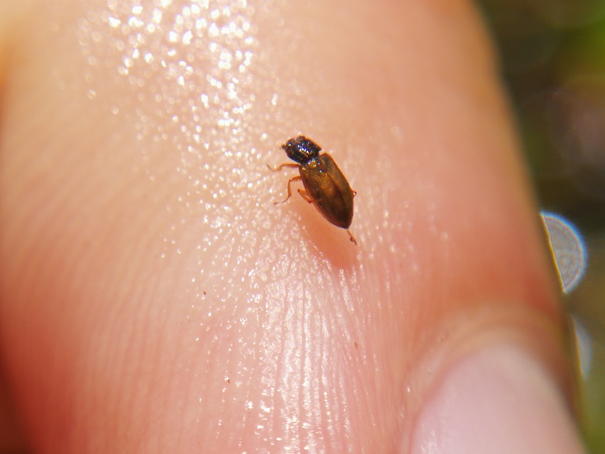 Helophoridae - vésettcsiborfélék