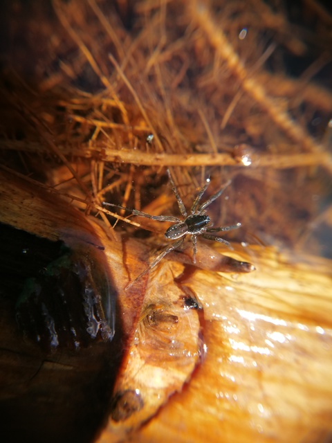 Piratula