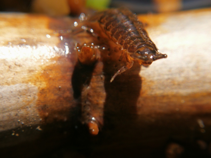 Asellus aquaticus - közönséges víziászka