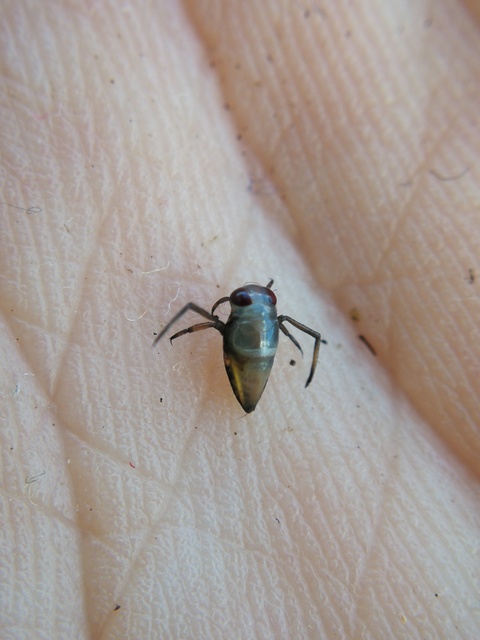 Corixidae - búvárpoloskák Corixidae - búvárpoloskák