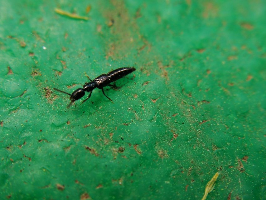 Xantholinus Xantholinus