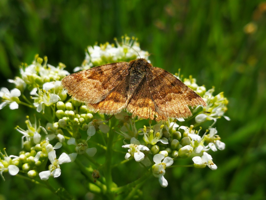 Euclidia glyphica - közönséges nappalibagoly