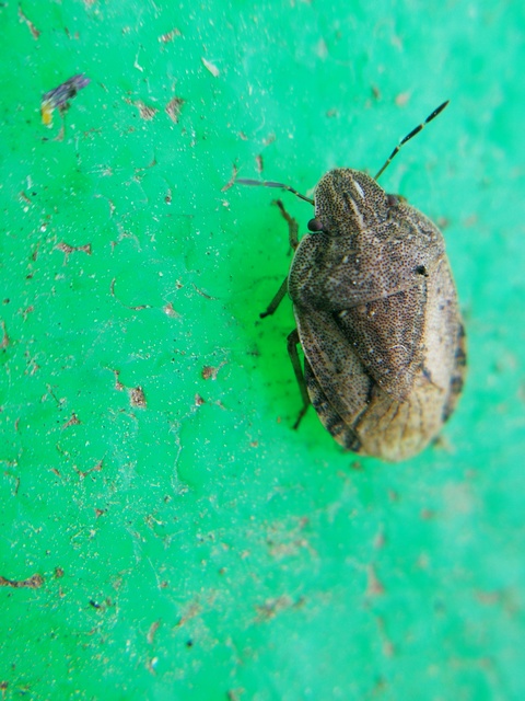 Sciocoris Sciocoris