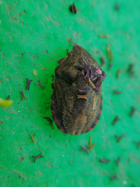 Eurygaster Eurygaster