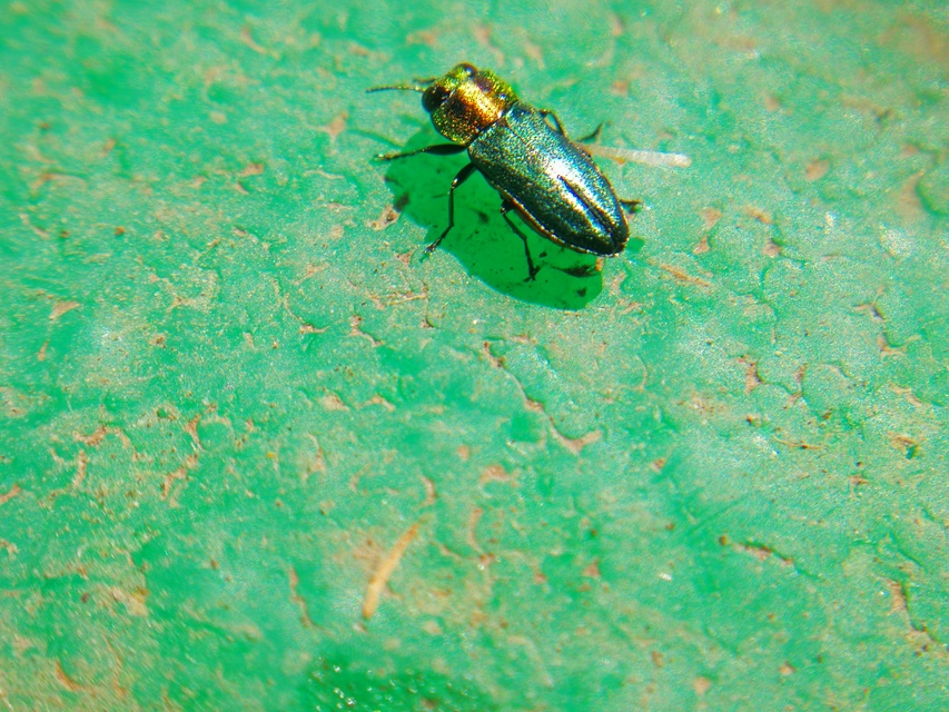 Anthaxia signaticollis - keleti virágdíszbogár