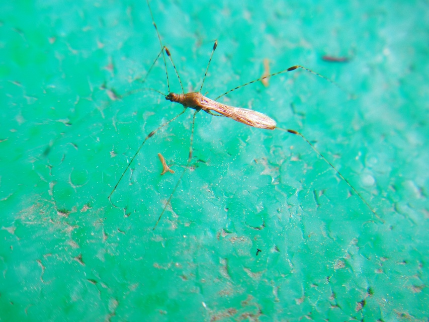 Metatropis rufescens - varázslófű-szúnyogpoloska