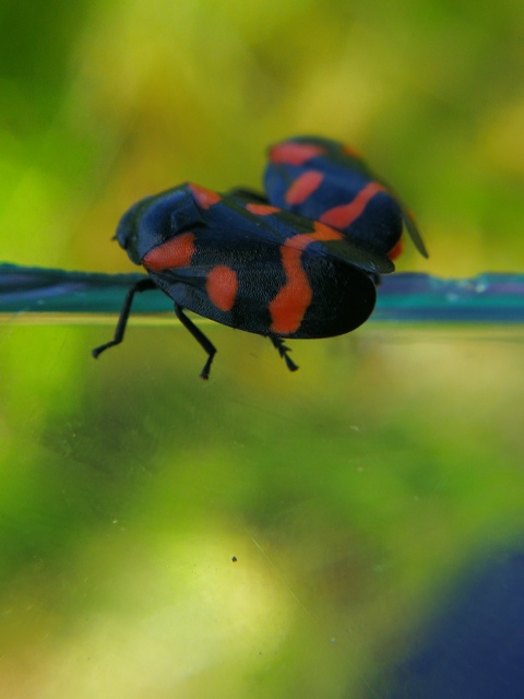 Cercopis sanguinolenta