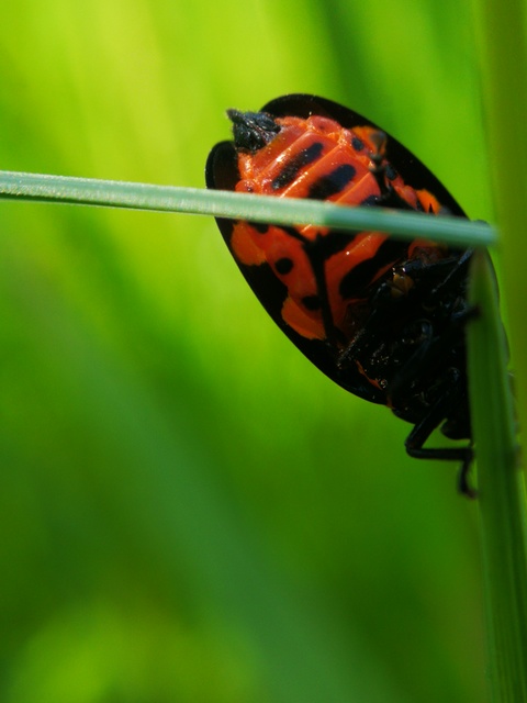 Cercopis sanguinolenta