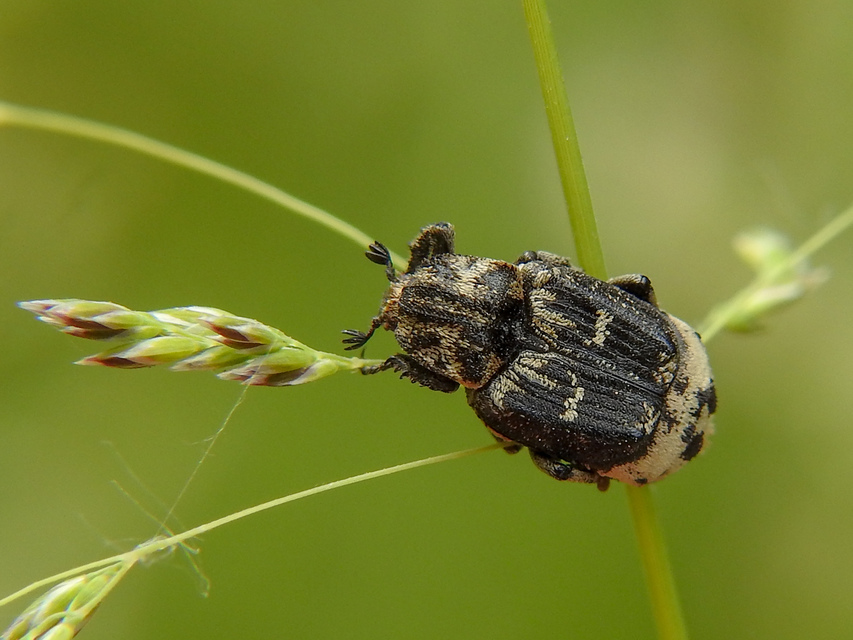 Valgus hemipterus - suta virágbogár