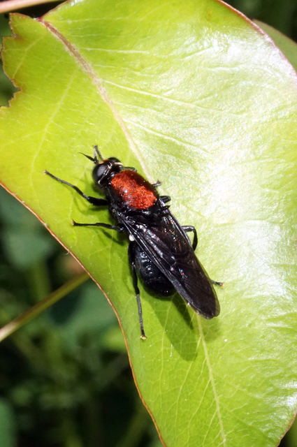 Clitellaria ephippium - tüskéshátú légy