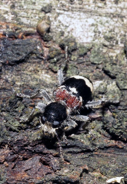 Clerus mutillarius - feketenyakú szúfarkas