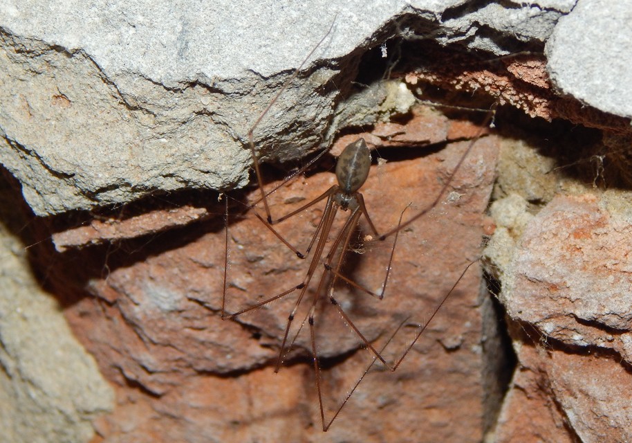 Pholcus phalangioides - nagy álkaszáspók