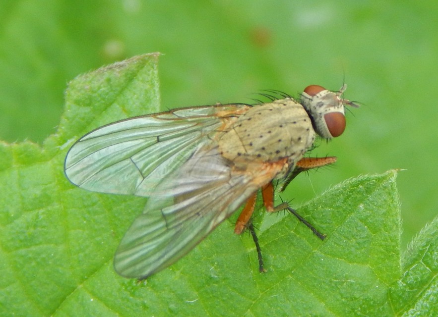Anthomyiidae - viráglegyek