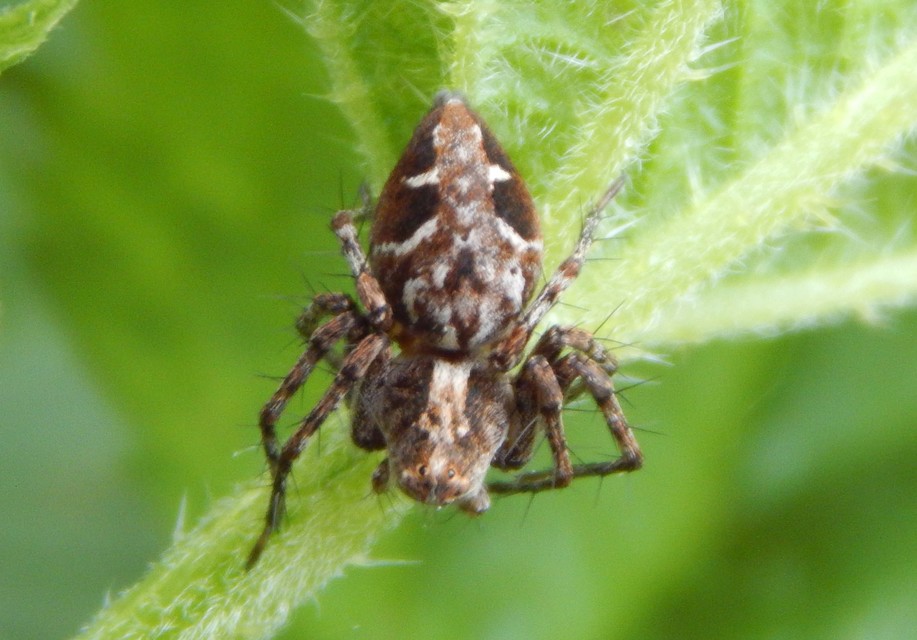 Oxyopes ramosus