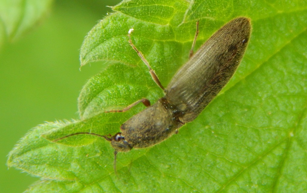 Athous haemorrhoidalis - szurkos pattanó