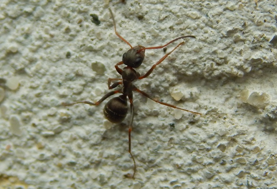 Formica cunicularia - gyakori rabszolgahangya