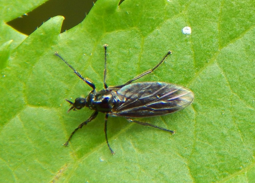 Bibionidae - bársonylegyek