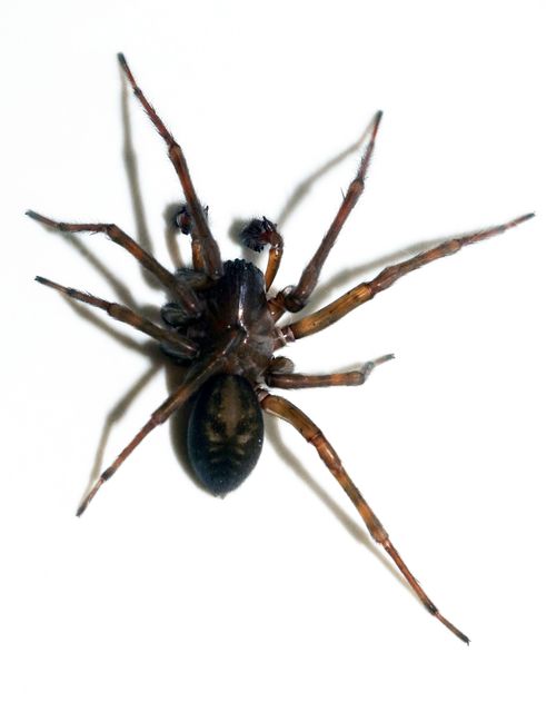 Amaurobius ferox - nagy eretnekpók