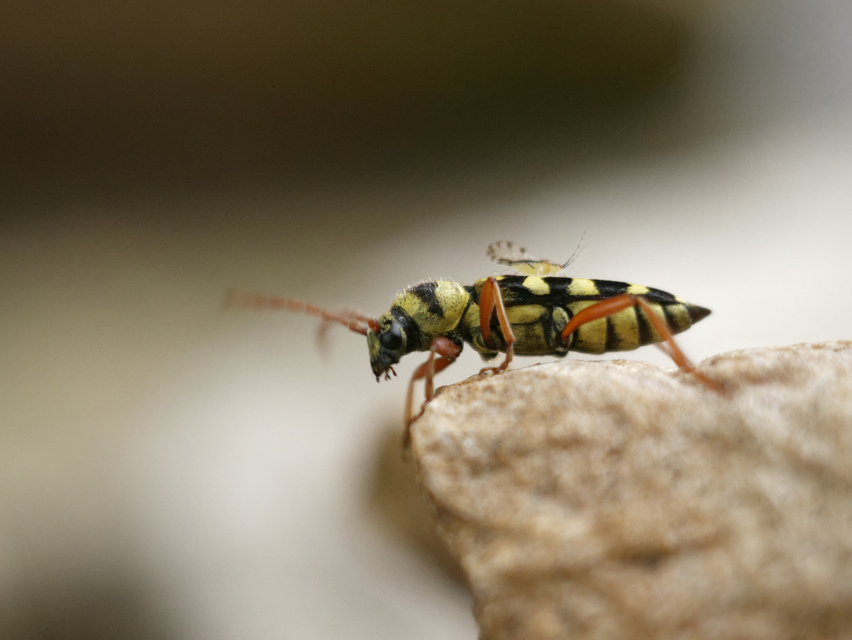 Echinocerus floralis - lucerna-darázscincér