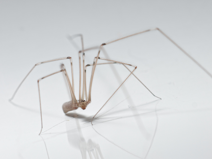 Pholcus phalangioides - nagy álkaszáspók