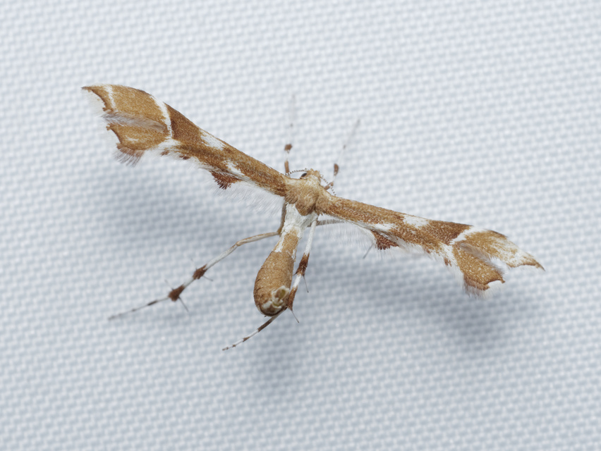 Cnaemidophorus rhododactyla - rózsabogyó-tollasmoly
