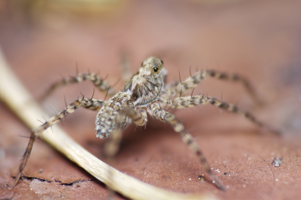 Pardosa