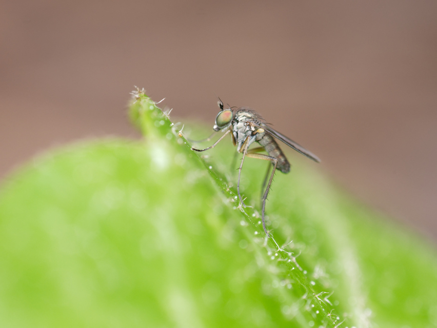 Dolichopodidae - szúnyoglábú legyek