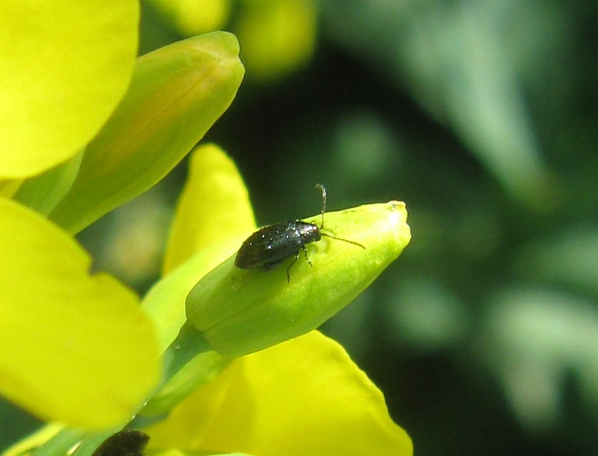 Psylliodes chrysocephala - repce-földibolha
