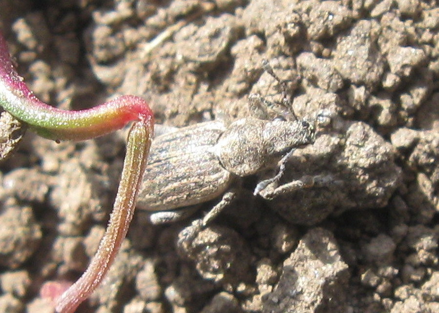 Tanymecus dilaticollis - kukorica-hegyesfarúbarkó