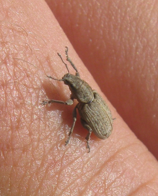 Tanymecus dilaticollis - kukorica-hegyesfarúbarkó