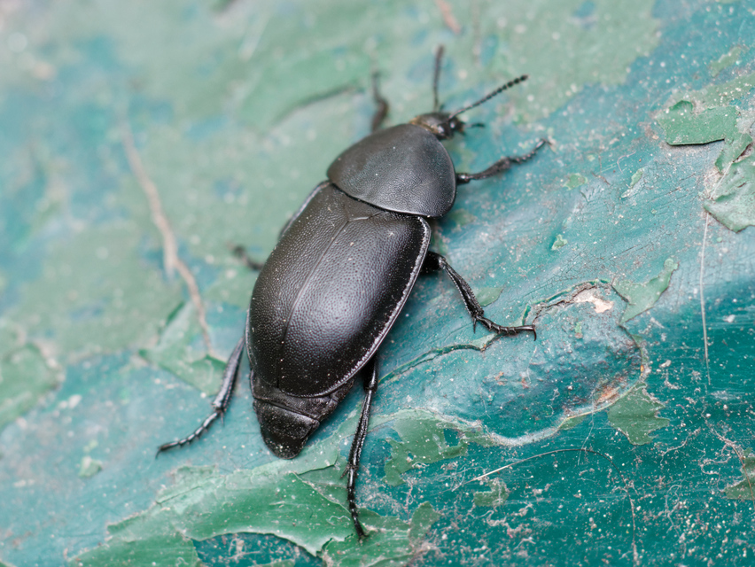 Ablattaria laevigata - sima csigarabló