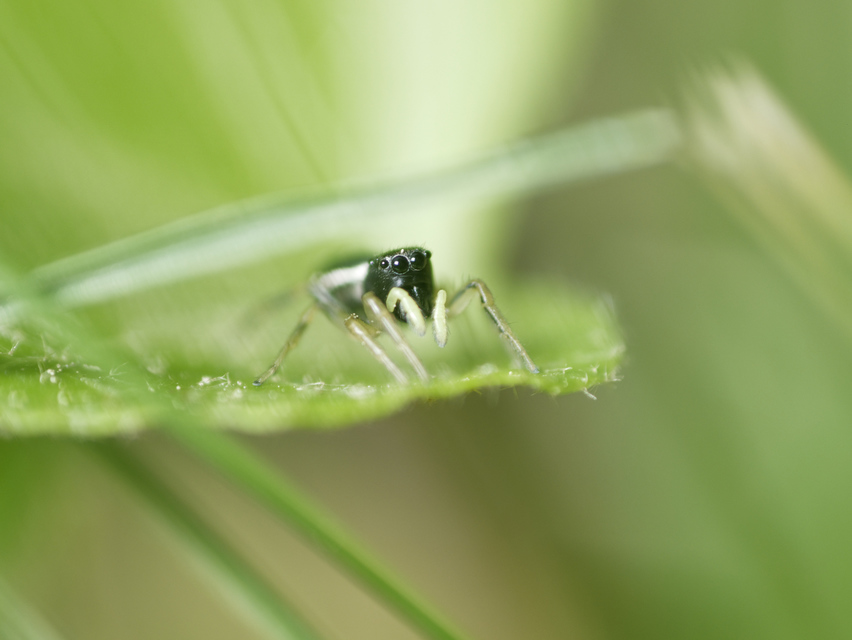 Heliophanus