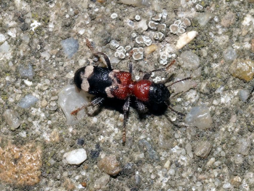 Thanasimus formicarius - vörösnyakú szúfarkas