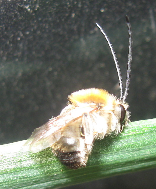 Eucera