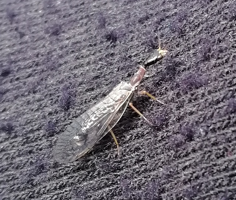 Raphidioptera - Tevenyakú-fátyolkák
