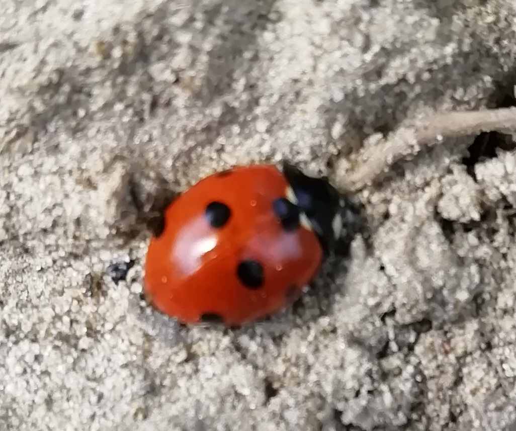 Coccinella septempunctata - hétpettyes katica