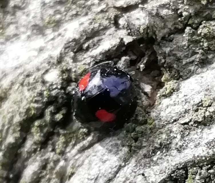 Chilocorus renipustulatus - vesefoltos szerecsenkata
